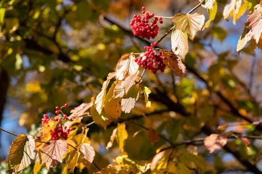 ガマズミ ガマズミ,木ノ実,紅葉の写真素材