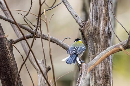 シジュウカラ(231) 鳥,シジュウカラ,野鳥の写真素材