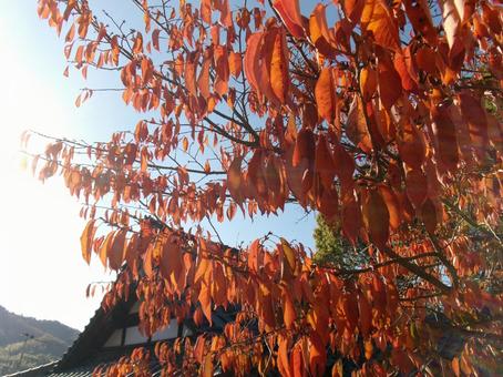 紅葉 自然,紅葉,神社の写真素材