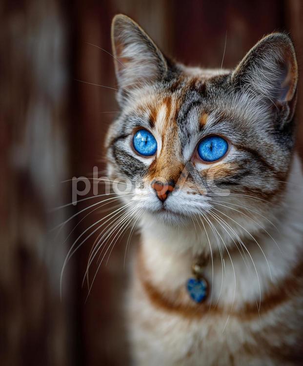 猫の顔のアップ 猫,動物,動物のポートレートの写真素材