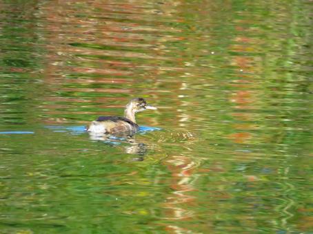 池で泳ぐ冬羽のカイツブリ カイツブリ,野鳥,動物の写真素材