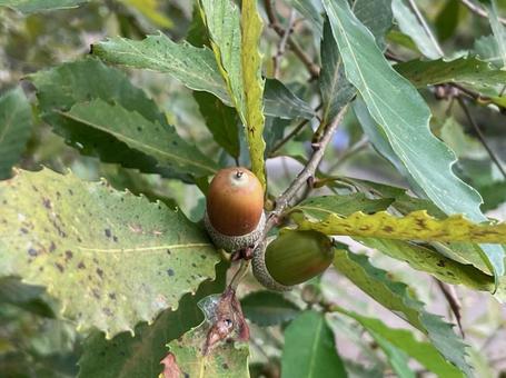 ドングリ　コナラの実　秋　雑木林 ドングリ,コナラの実,秋の写真素材