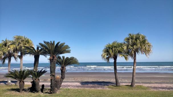 南国の海と青空と樹木-ソテツとビロウ樹 南国,海,青空の写真素材