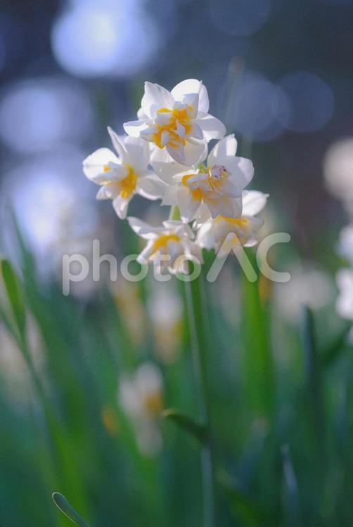 八重水仙　スイセン　初春の花　春 八重水仙,ヤエズイセン,水仙の写真素材
