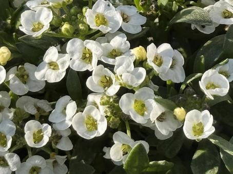 Alyssum, JPG Alyssum, JPG