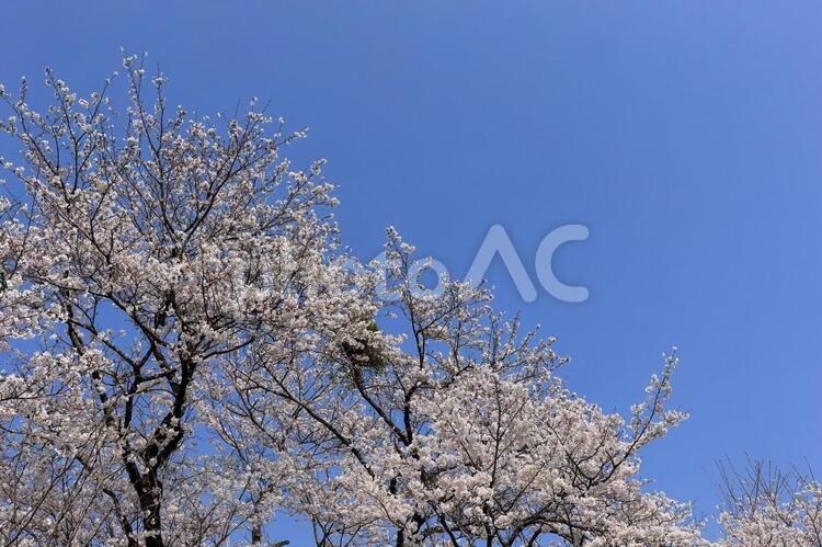桜と鳥の巣 桜,桜の木,鳥の巣の写真素材