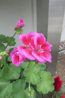 街中の花壇で咲いたゼラニウム 街中の花壇で咲いたゼラニウムの写真