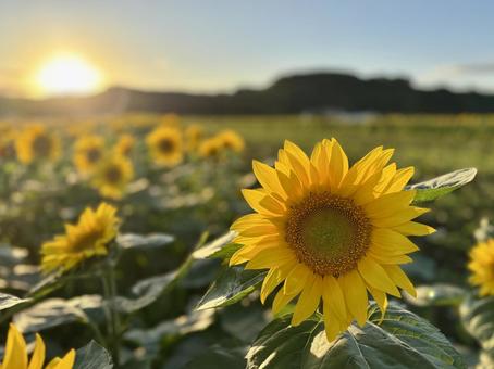 夕陽とひまわり畑 夕陽とひまわり畑 ひまわり,ひまわり畑,花の写真素材