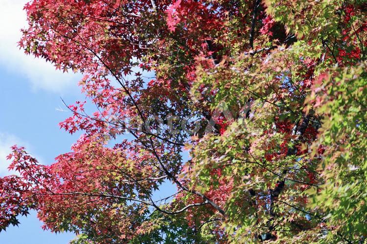 2色のもみじ もみじ,赤,紅葉の写真素材