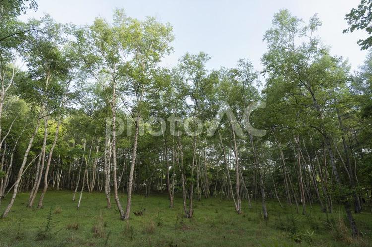 白樺林の朝３ 白樺,白樺林,林の写真素材