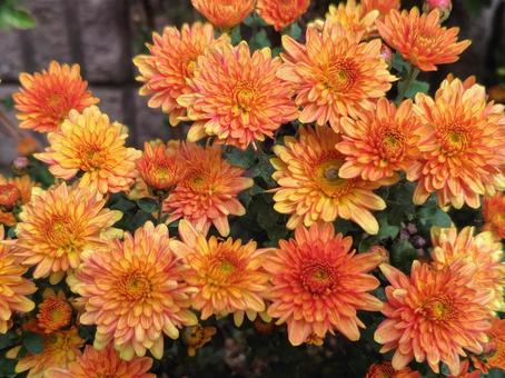 ガーデンマムのアップ ガーデンマムのアップ ガーデンマム,オレンジ,花の写真素材