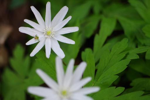 白い花 白い花の写真