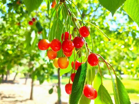 Cherries ripe and ripe, JPG