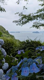 Hydrangeas of Mt. Shiude 8, JPG