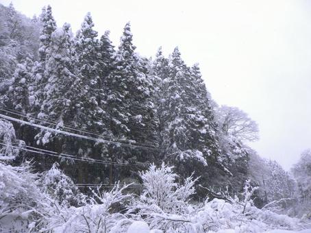 大雪で木に積もった雪11 冬,大雪,雪の写真素材
