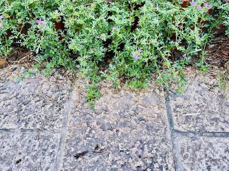 雨の石畳と植物の写真