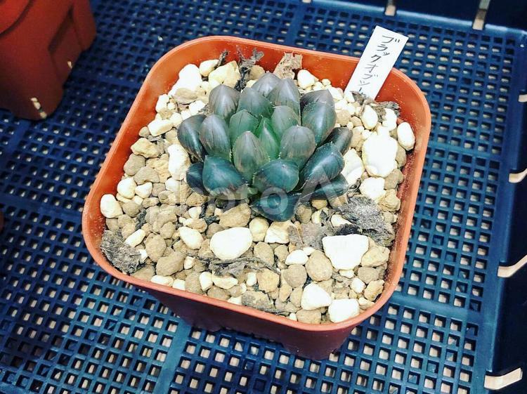 鉢植えの多肉植物（ハオルチア） 植物,ハオルチア,鉢の写真素材
