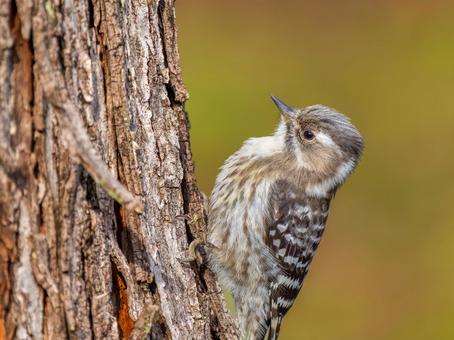 木にとまるコゲラ・キツツキ 木にとまるコゲラ・キツツキ コゲラ,キツツキ,野鳥の写真素材