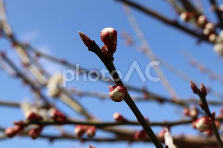 梅　白梅　蕾　青空 梅,白梅,蕾の写真素材