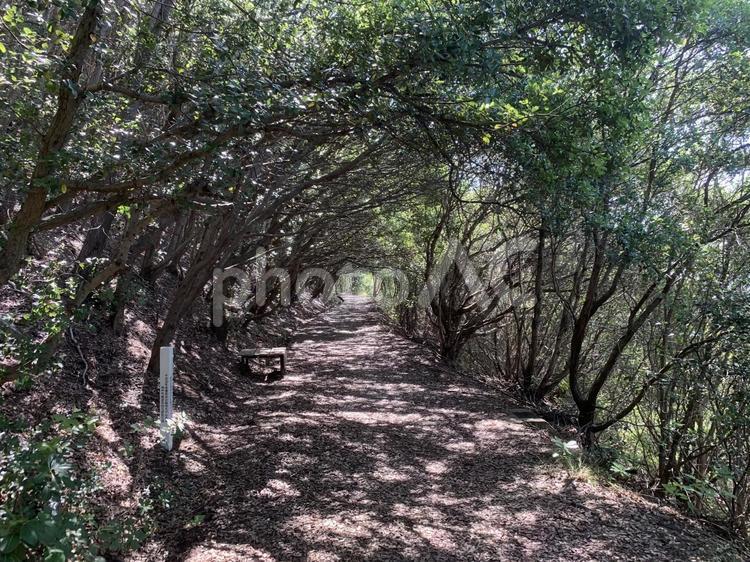 六甲山全山縦走路 (須磨) 六甲山,全山縦走路,神戸六甲マラソンの写真素材