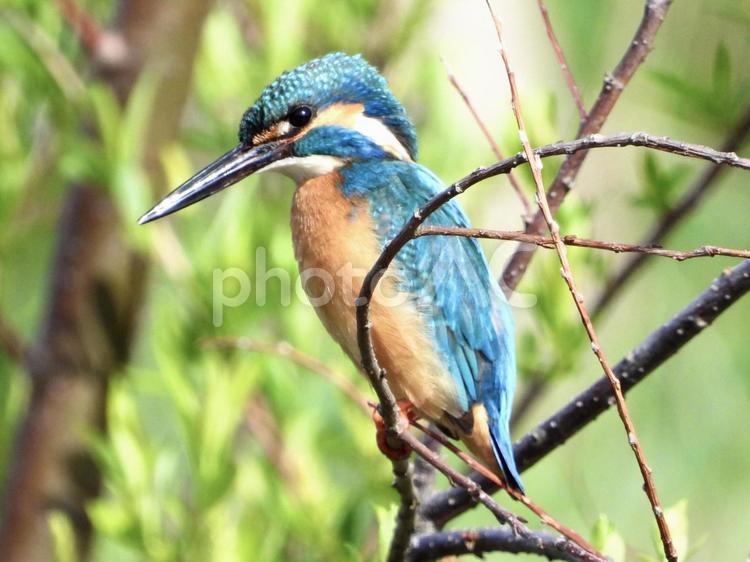 魚を狙うカワセミ 鳥,野鳥,カワセミの写真素材