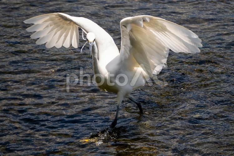 ダイサギの狩り⒄ 鳥,ダイサギ,鳥類の写真素材