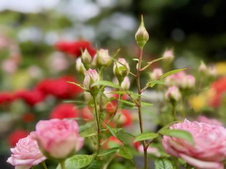 バラ園のピンクの薔薇の蕾 薔薇,バラ,ローズの写真素材