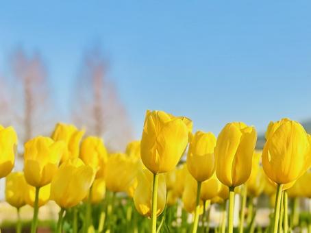 黄色いアイスチューリップ チューリップ,黄色,青空の写真素材