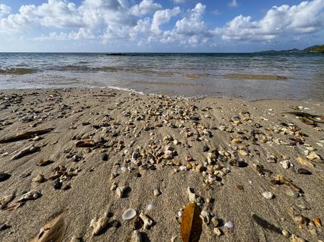 貝殻やヤドカリの多いビーチの写真
