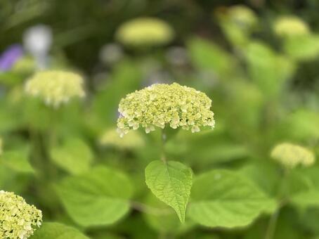 紫陽花の写真