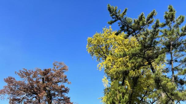 秋のカラフルな木々と澄み渡る青空 秋のカラフルな木々と澄み渡る青空 高木,木立,森の写真素材