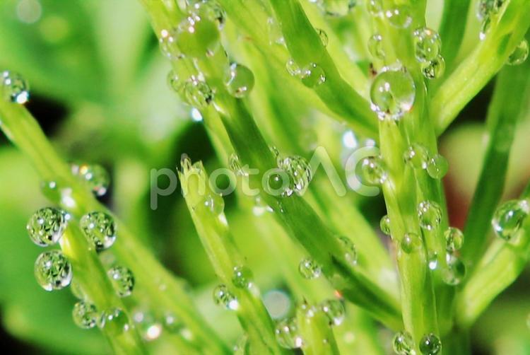 早春　朝露がキラキラと輝くスギナの小枝 朝露,水滴,キラキラの写真素材