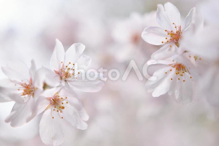 満開の桜のクローズアップ 植物,花,桜の写真素材