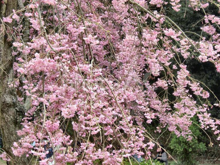 清水公園の桜-51 千葉県野田市,桜の木,幹の写真素材