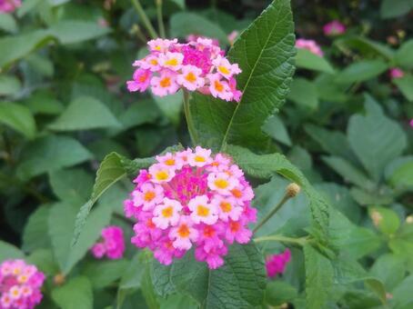 花 花の写真