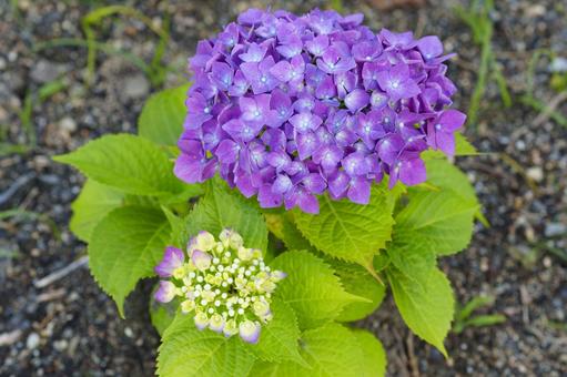紫陽花 紫陽花の写真