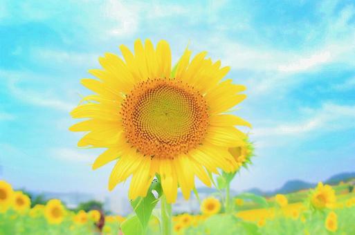 Photo, natural, summer, sunflower, 