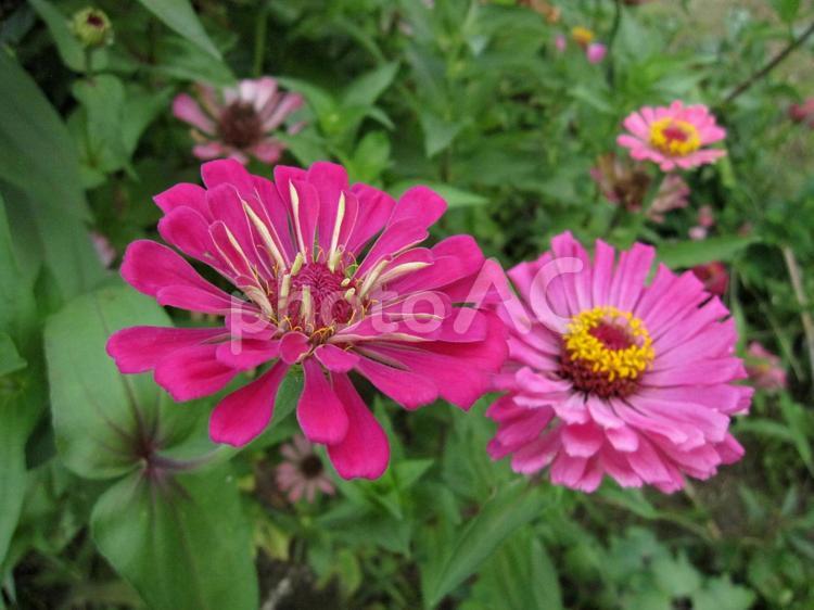 ヒャクニチソウの花弁の重なり 草花,きれい,カラフルの写真素材