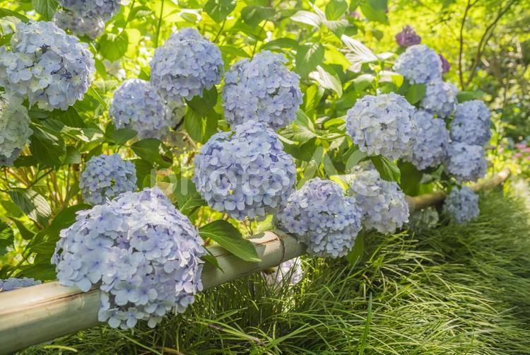 低木のアジサイ 紫陽花,あじさい,花の写真素材