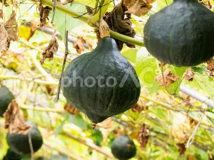 家庭菜園の夏野菜 かぼちゃ,カボチャ,作物の写真素材