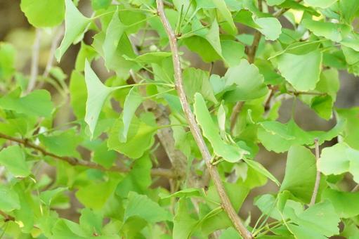 イチョウ イチョウ,葉,黄葉の写真素材