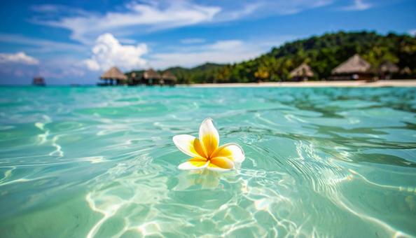 きれいな海を漂う一輪のプルメリアの花 の写真