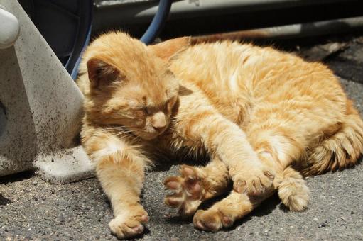 ねこ のらねこ,にゃんこ,可愛いの写真素材