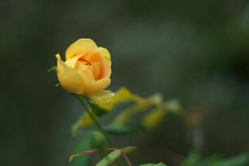 黄色いバラの蕾 黄色いバラの蕾の写真