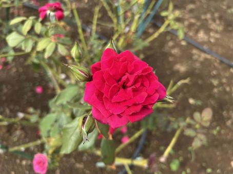 赤い薔薇２ バラ,ウィリアムアダムス,赤の写真素材