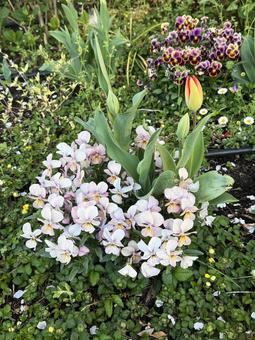 寄せ植え 寄せ植え 寄せ植え,花,春の写真素材
