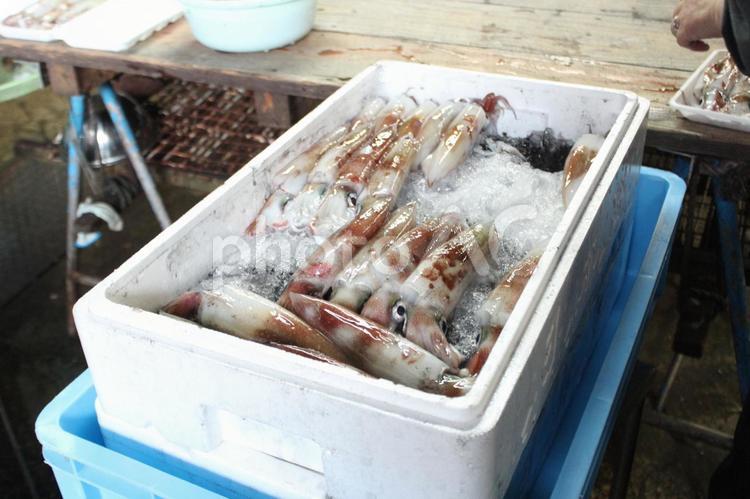 加工工場で箱詰めされるイカ イカ,加工,発泡スチロールの写真素材
