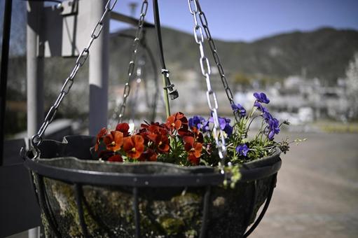 Flower Pot, JPG Flower Pot, JPG