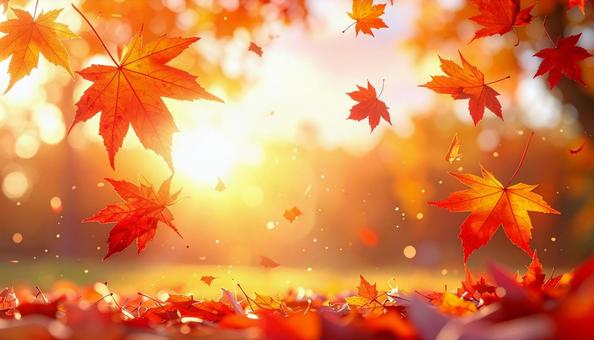 秋の夕陽に舞う紅葉の落ち葉 秋の夕陽に舞う紅葉の落ち葉の写真
