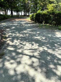 木漏れ日 木漏れ日の写真
